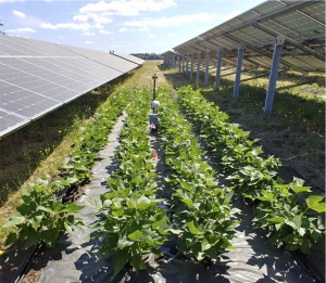 Beans grow between the rows of solar panels, Oregon State University, agrisolar, dual-use