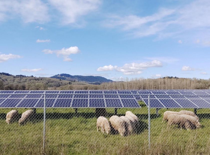 Solar panels at OSU Research Farm