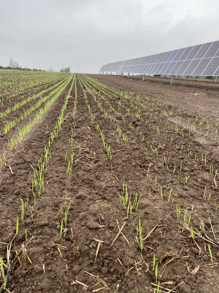 Oregon State University agrivoltaics agrisolar Solar Harvest
