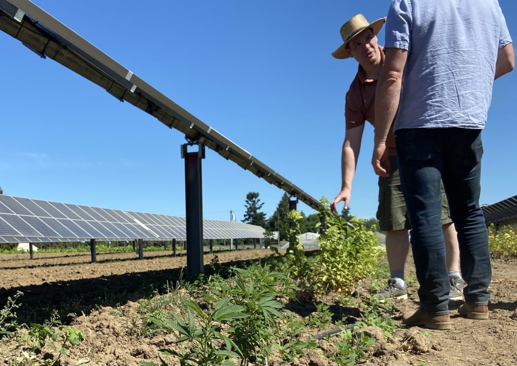 Solar Harvest Agrivoltaics Research project
