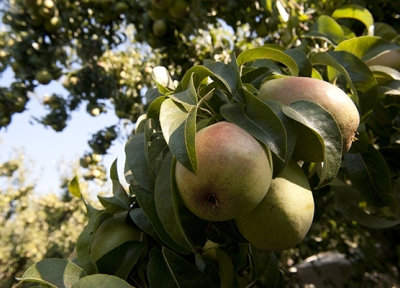 Oregon Pear Community Solar