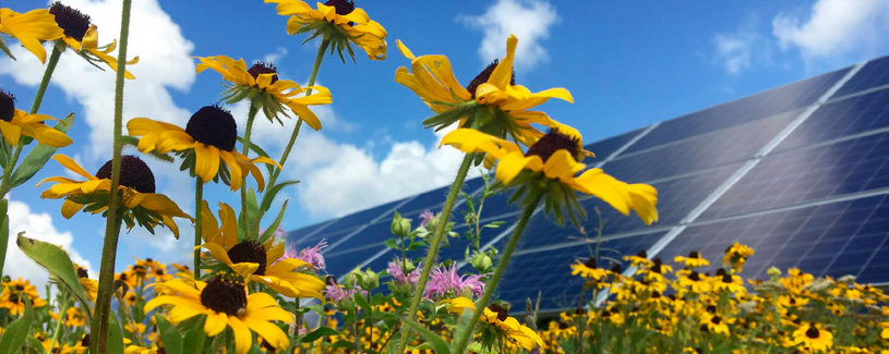 Oregon Wildflower Solar